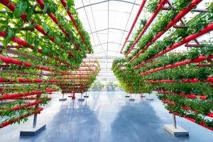 Dikey Tarımda Yetiştirilebilecek Ürünler